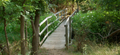Path Bridge on Nature Trail